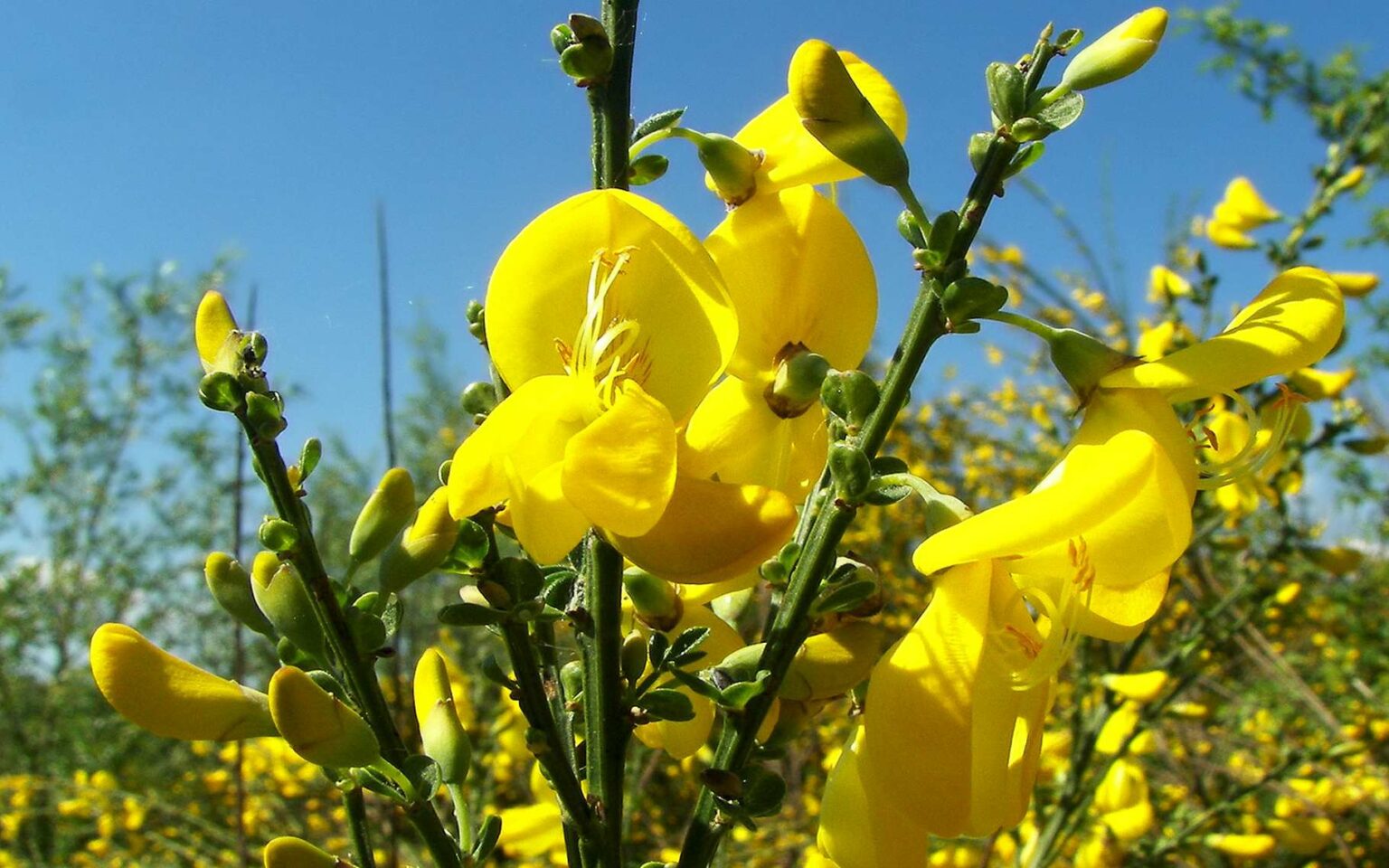 Gen T Balai Cytisus Scoparius Gf Fraxinus Sp