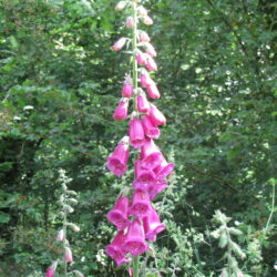 Digitale pourpre (Digitalis purpurea L.) G9