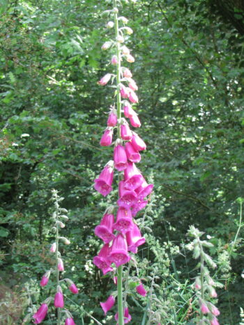 Digitale pourpre (Digitalis purpurea L.) G9