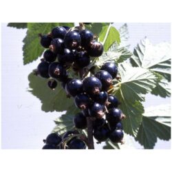Cassis Andega (Ribes nigrum) RN