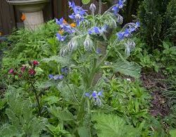 Bourrache officinale (Borago officinalis) G9