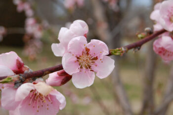 Pêcher de vigne (Prunus persica) RN