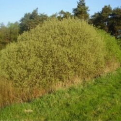 Saule cendré (Salix cinerea x) GF