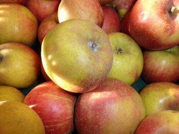 Pommier ‘Belle de Boskoop Rouge’ (sur Malus communis) (Malus domestica) RN