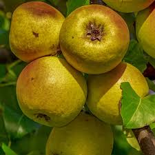Fruitiers