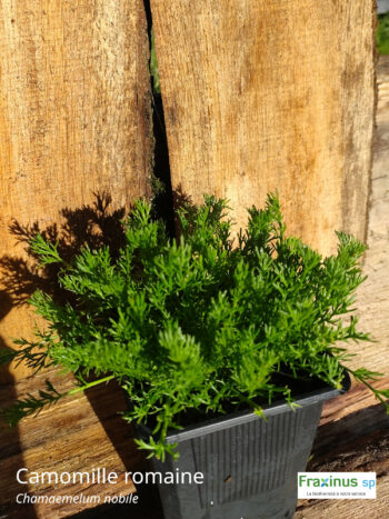 Camomille romaine (Chamaemelum nobile) G9