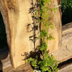 Cerfeuil commun ou cerfeuil des jardins (Anthriscus cerefolium ) G9
