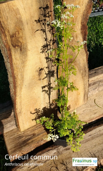 Cerfeuil commun ou cerfeuil des jardins (Anthriscus cerefolium ) G9