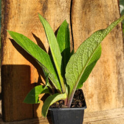 Grande consoude (Symphytum officinale L. subsp. officinale) G9