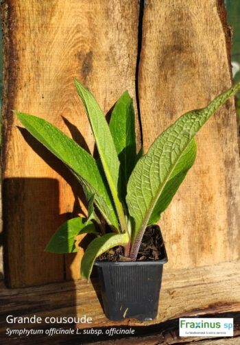 Grande consoude (Symphytum officinale L. subsp. officinale) G9