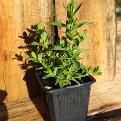 Millepertuis (Hypericum perforatum) G9