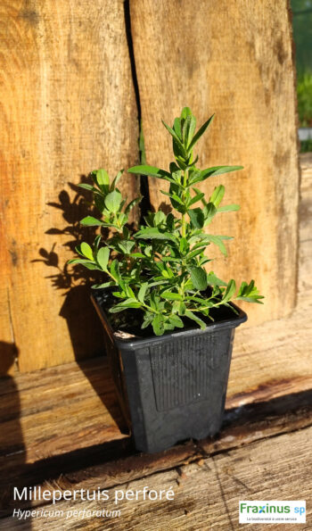 Millepertuis (Hypericum perforatum) G9
