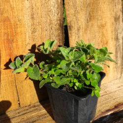 Origan (Origanum vulgare) G9