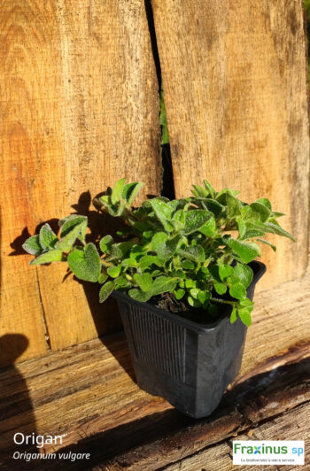 Origan (Origanum vulgare) G9