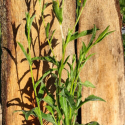 Centaurée des prés (Centaurea decipiens subsp. thuillieri (Dostál) B.Bock) G9