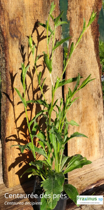 Centaurée des prés (Centaurea decipiens subsp. thuillieri (Dostál) B.Bock) G9