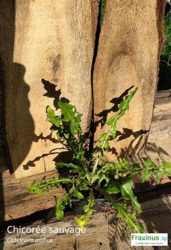 Chicorée sauvage (Cichorium intibus) G9