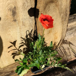 Coquelicot (Papaver rhoeas) G9
