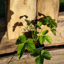 Fraisier des bois (Fragaria vesca) G9