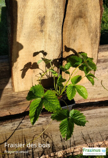 Fraisier des bois (Fragaria vesca) G9