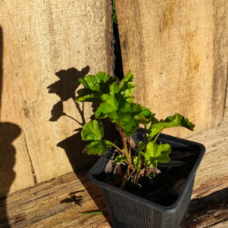 Guimauve officinale (Althaea officinalis L.) G9
