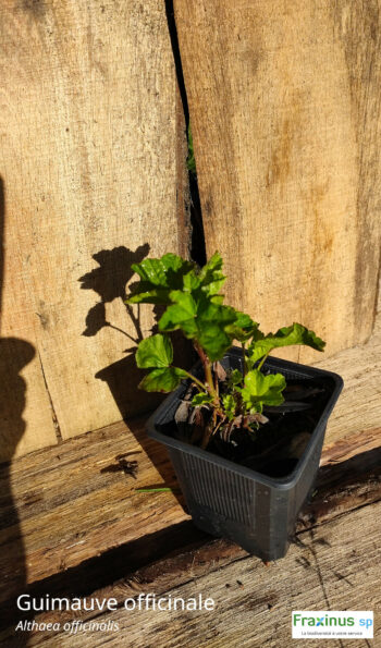 Guimauve officinale (Althaea officinalis L.) G9
