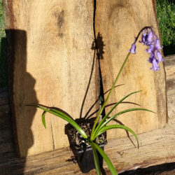 Jacinthe des bois (Hyacinthoides non-scripta (L.)) G9