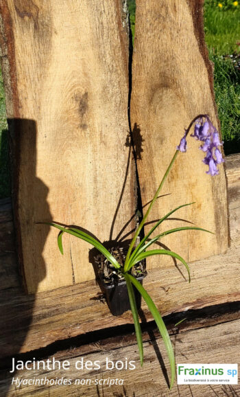 Jacinthe des bois (Hyacinthoides non-scripta (L.)) G9