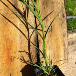 Œillet des Chartreux (Dianthus carthusianorum L. SP) G9