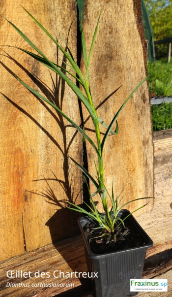 Œillet des Chartreux (Dianthus carthusianorum L. SP) G9