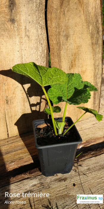 Rose Trémière (Alcea rosea) G9