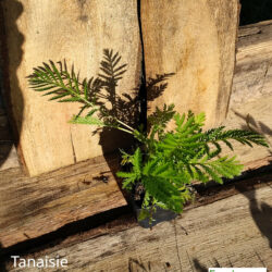 Tanaisie commune (Tanacetum vulgare) G9