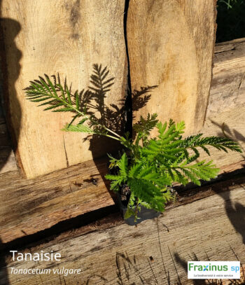 Tanaisie commune (Tanacetum vulgare) G9
