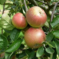 Pommier Reinette d’Armorique (Malus domestica var. Bittenfelder) RN