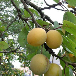 Prunier Mirabelle de Nancy (Prunus domestica var. Saint Julien) RN