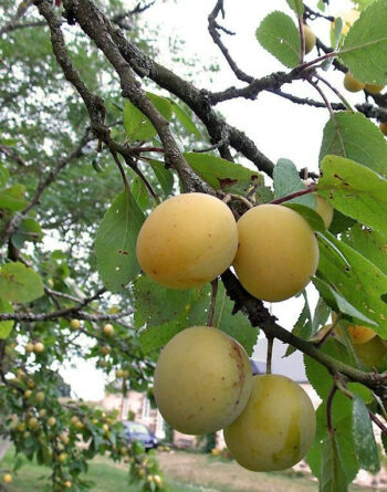 Prunier Mirabelle de Nancy (Prunus domestica var. Saint Julien) RN