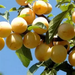 Prunier Reine Claude Dorée (Prunus domestica var. Saint Julien) RN
