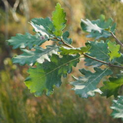 Chêne pubescens, Quercus pubescens 1/0 BPS
