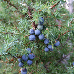 Genévrier commun, Juniperus communis 1/1 BPS